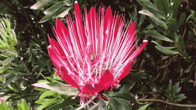 Blue-mountains-botanische-tuin