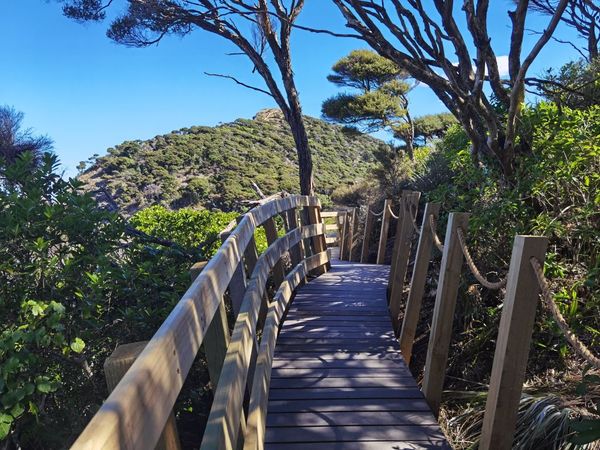 Hillary Trail - Puriri Ōmanawanui Track