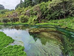 Te Waihou Walkway en Blue Spring