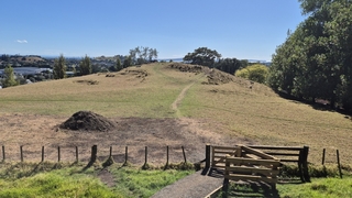 One hill tree
