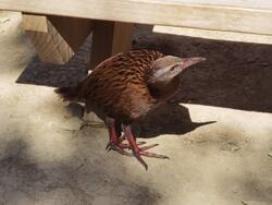 weka