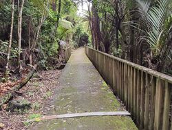 Titirangi walkway