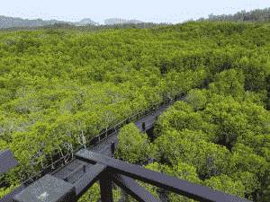 Pran Buri Forest Park 