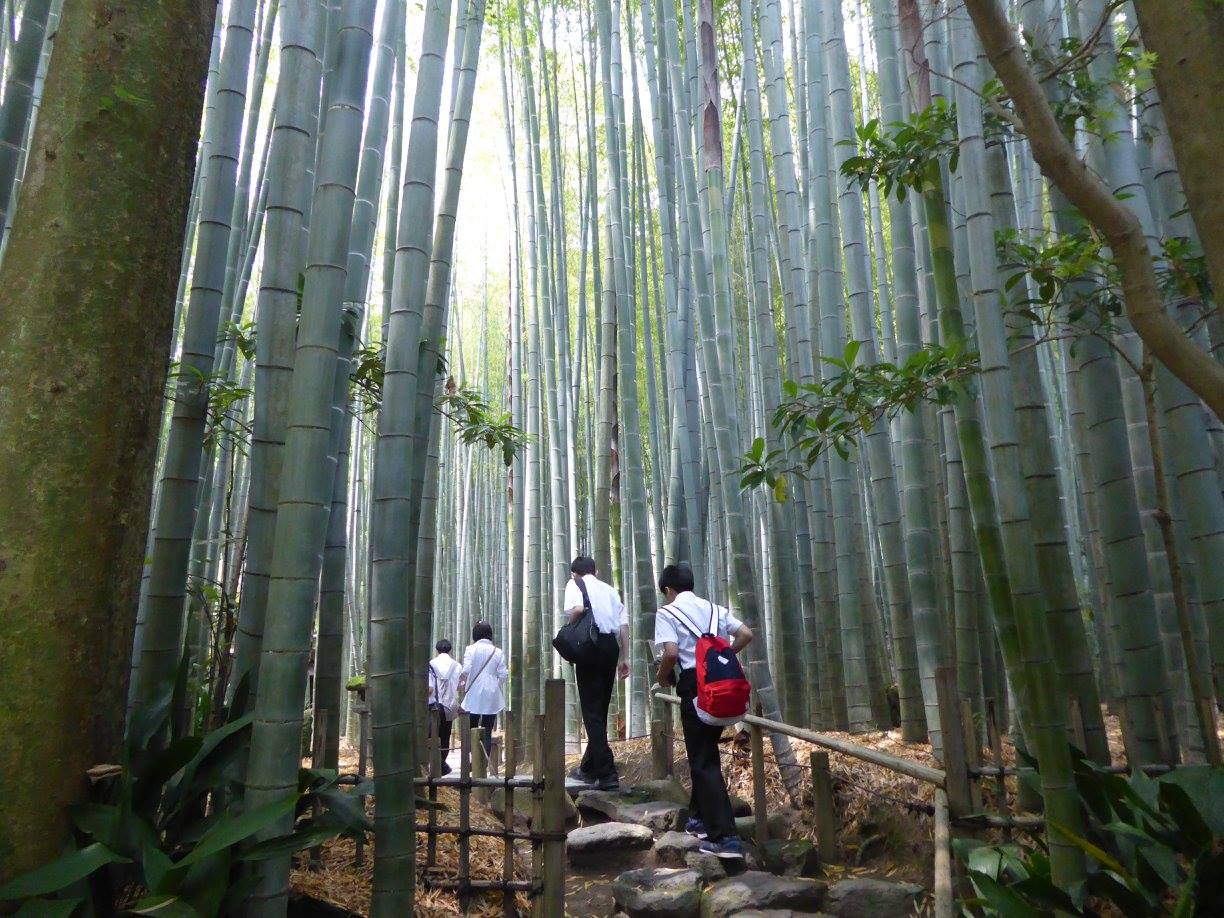 bamboo bos