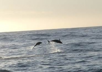 Dolfijnen Kaikoura