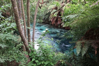 Te Waihou Walkway en Blue Spring