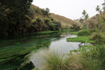 Te Waihou Walkway en Blue Spring